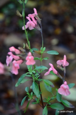les tons roses,choux frisés,automne 038.JPG