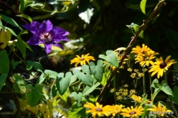 agastache,hibiscus moscheutos,ricin,phlox,plumbago,anémone du japon,rue odorante