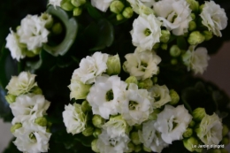 canal,fleurs blanches,marguerites,LE FLEIX,osier 012.JPG