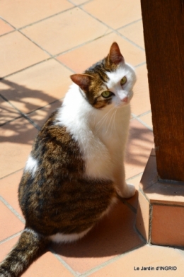 jardin avril 033.JPG
