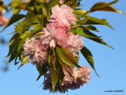 tour de jardin d'avril ,tonte 072.JPG