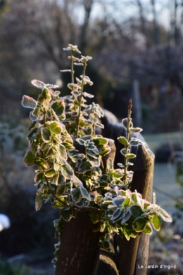 canal givre jardin 070.JPG