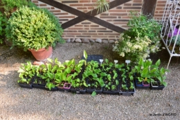 brocante Beaumont,jardin,flambé,hemerocalle,potager 084.JPG