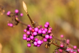 troc,automne,serre 051.JPG