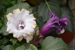 CADOUIN,cascade,iris,roses,fl.sauvages 068.JPG