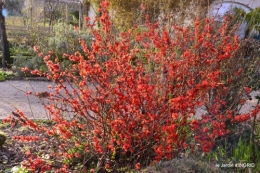 primevères ,jardin 036.JPG