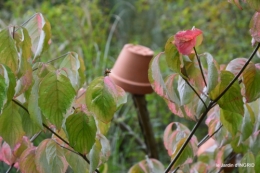 jardin en septembre,les cygnes 138.JPG