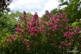dahlias,massifs refaits,Lalinde,jardin 089.JPG