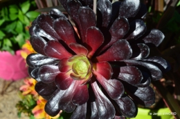coquelicots,fête des fleurs Lalinde,fouleix,jardinage 108.JPG