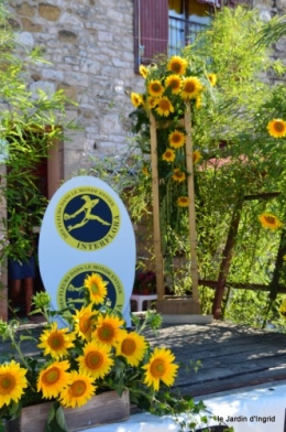 tournesols,podium,Lucas,jardin,Calès 042.JPG