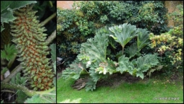 2014-09-24 jardin de Marie,éoliennes,Ciron,Angles,Fontgombault9.jpg