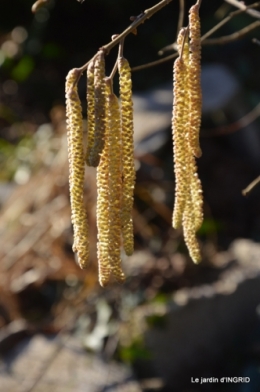 février,perces-neiges,hamamélis,paquerettes 011.JPG