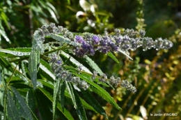 Belves puces,jardin,cygnes,bouquet blanc,arrosage 134.JPG