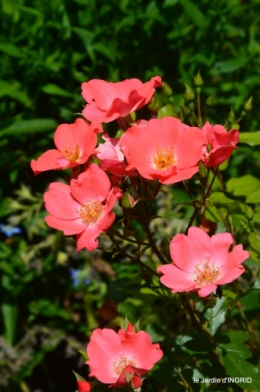 jardin,papillons,Cadouin,légumes,Sophie, 087.JPG