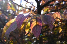 jardin automne,Arya avec Nicky 017.JPG