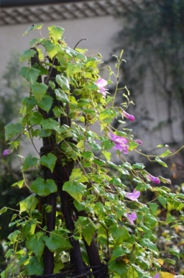 couleurs d'automne,bouquet,lune 072.JPG