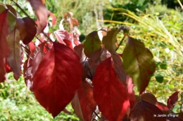 jardin octobre,chez Marylaur,Arnaud ,Ariane,la mer,sauges 183.JPG
