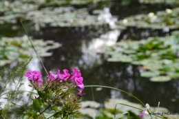 bouquet,jardin de Monet,les vaches,Pourville sur mer 133.jpg