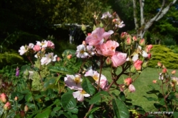 jardin avril et mai, 125.JPG