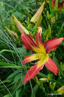 jardin,chez Bernadette,puces,cygnes,pluie 151.JPG