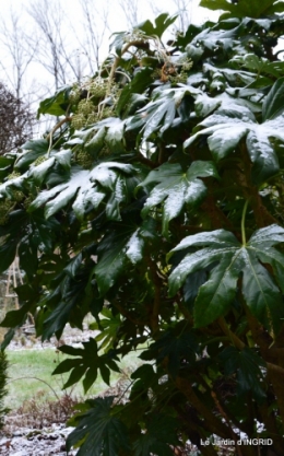 oiseaux première neige 025.JPG