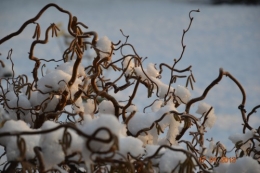 neige sous le soleil 001.JPG
