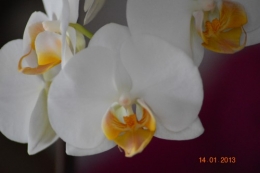 mesanges à longues queues,orchidées,neige2013 027.JPG