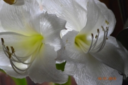 mesanges à longues queues,orchidées,neige2013 032.JPG