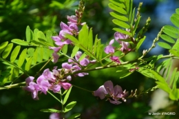 jardin,papillons,Cadouin,légumes,Sophie, 066.JPG