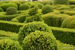 caltha , les 20 de Marqueyssac 018.JPG