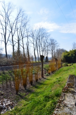 roseaux,narcisses,Nikky,semis,jardin 013.JPG