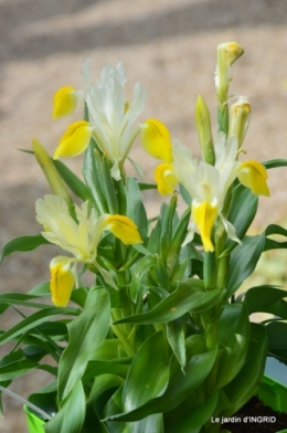 le printemps ,paquerettes,tonte,Anni. Jérome 030.JPG