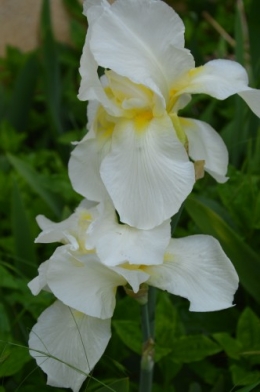 CADOUIN,cascade,iris,roses,fl.sauvages 080.JPG