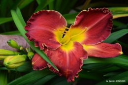 jardin,chez Bernadette,puces,cygnes,pluie 106.JPG