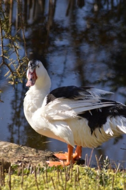 le canard blanc,crocus,petasite,magnolia 051.JPG