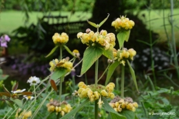 jardin,chez Bernadette,puces,cygnes,pluie 113.JPG