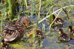 puces Lalinde,bébés canards,au moulin souci 126.JPG