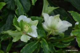 février,perces-neiges,hamamélis,paquerettes 046.JPG