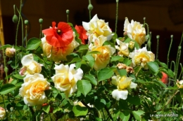 fête de la fraise Vergt,roses jardin 148.JPG