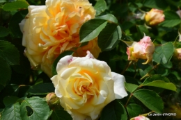 maison,jardin Bernadette,et jardin Claudine 166.JPG
