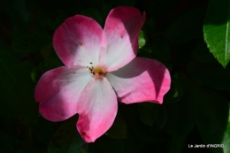 Cadouin,ancolies,roses,pollen,osier,photos Fabien,coquelicots 141.JPG