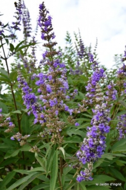 le jardin de liliane