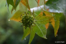 bourdon,sauges,pluie 067.JPG