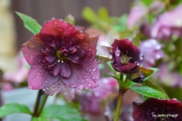 helebores ,oiseaux chez bernadette,jardin 035-001.JPG