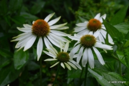 echinacéas,jardin 059.JPG