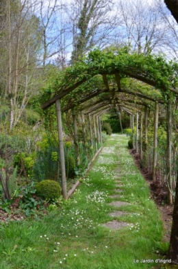 jardin ,cane sauvage,paquerettes,tulipes 130.JPG