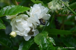 trémolat,oiseaux,jardin,cygnes,roses, 127.JPG