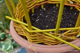Cours d'osier,première fleur 015.JPG
