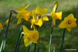 jonquilles