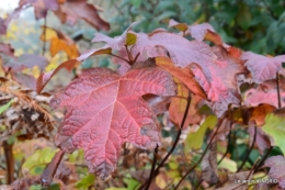 Brouillard,cypres chauve,jardinage 032.JPG